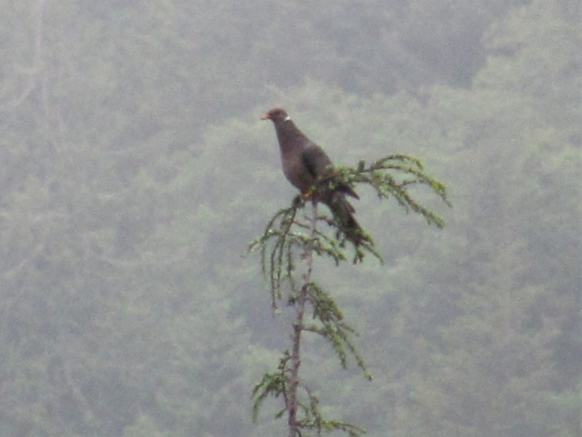 Band-tailed Pigeon - ML87546571