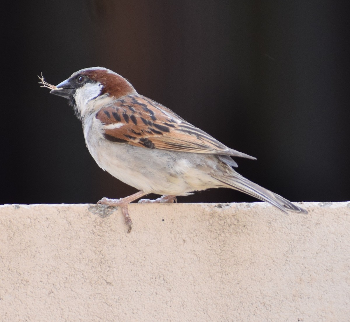 House Sparrow - Yogeswarie Sreedharan