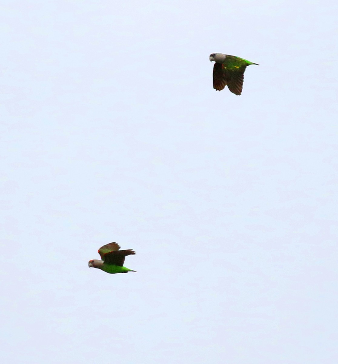 Brown-necked Parrot (Gray-headed) - ML87547391