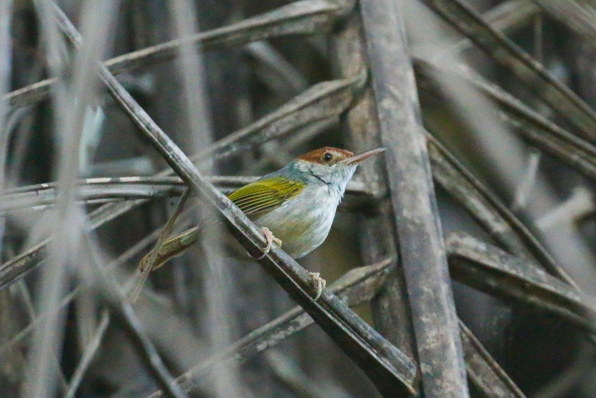 Gray-backed Tailorbird - ML87547821