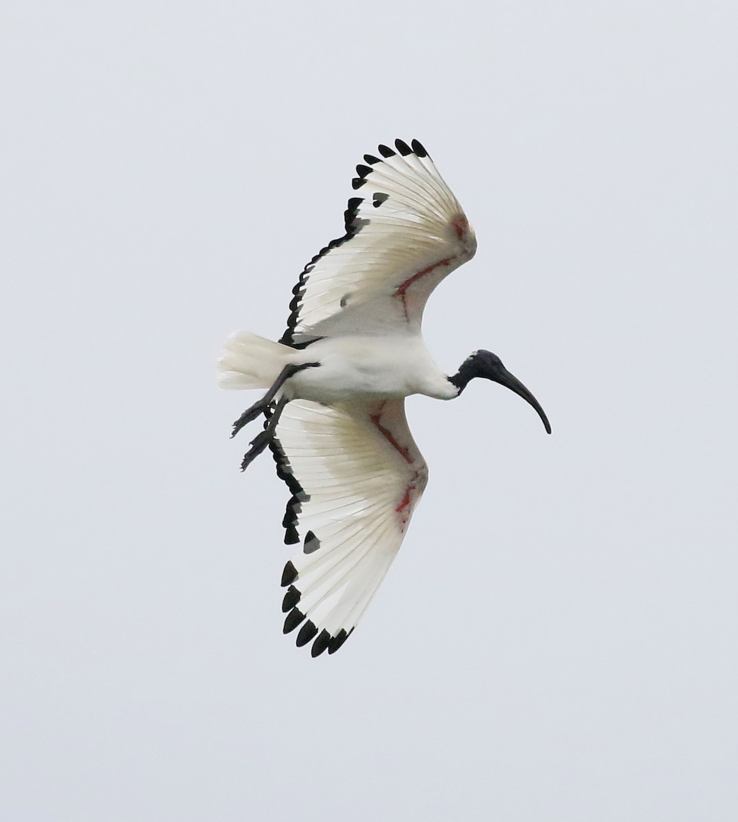 African Sacred Ibis - Charlotte Byers