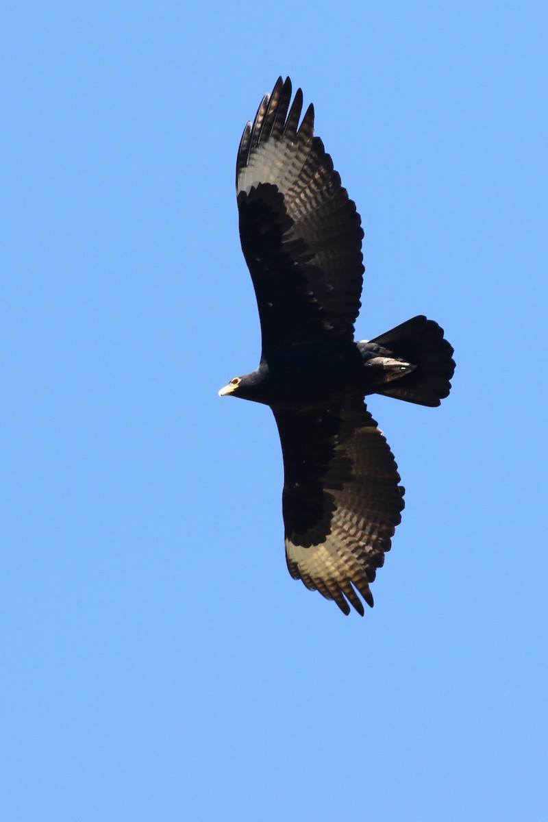 Verreaux's Eagle - Tong Mu