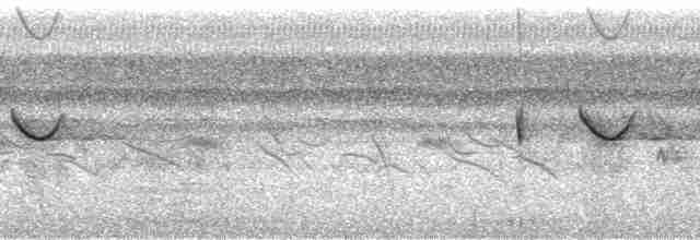 Spot-tailed Nightjar - ML87550