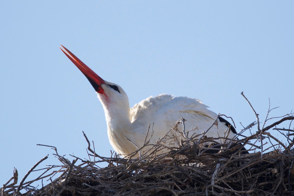White Stork - ML87553551