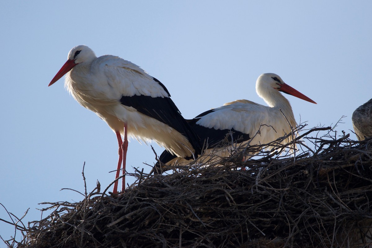 White Stork - ML87553581