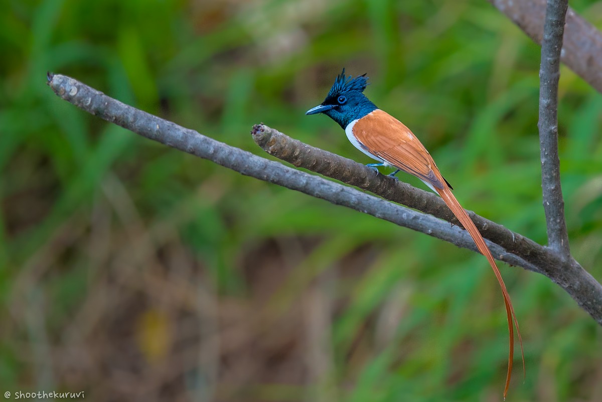 Indian Paradise-Flycatcher - Sivaguru Noopuran PRS