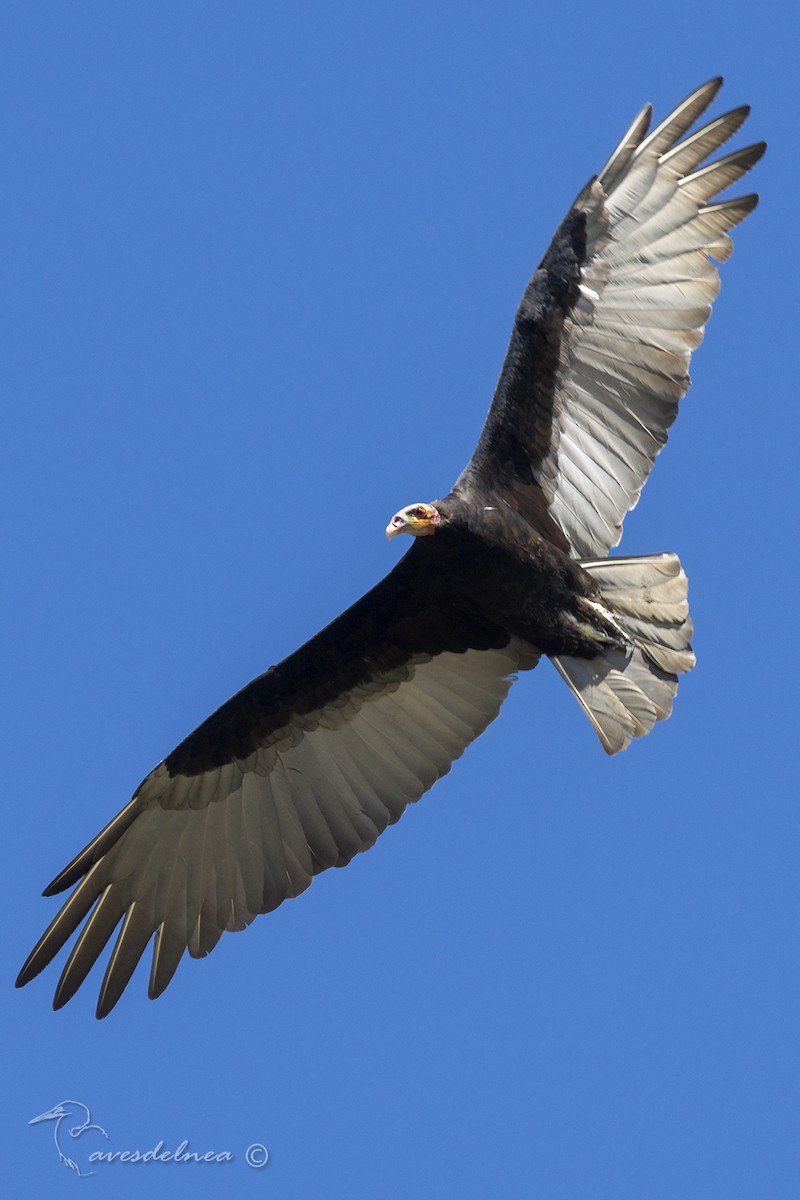 Lesser Yellow-headed Vulture - ML87558791