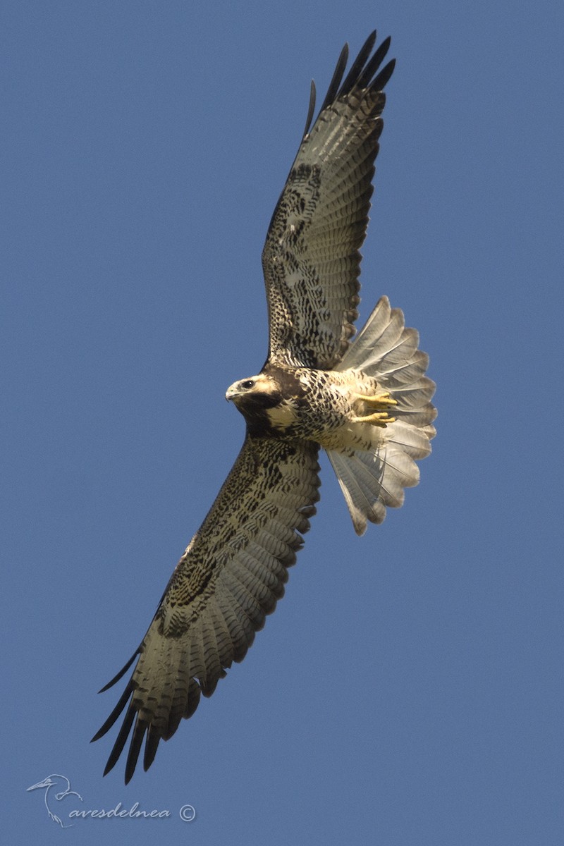 White-tailed Hawk - ML87558881