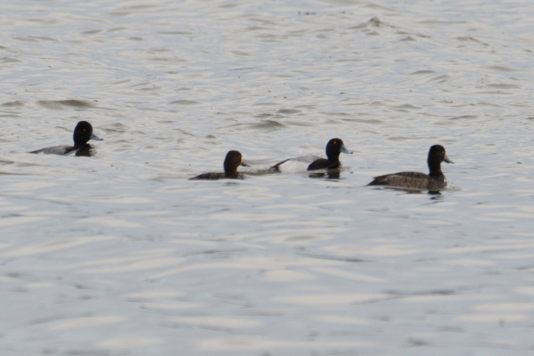 Greater Scaup - ML87559891