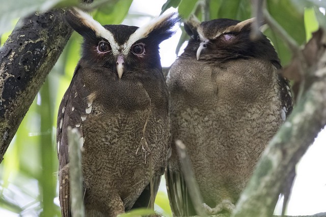 Crested Owl - ML87560861