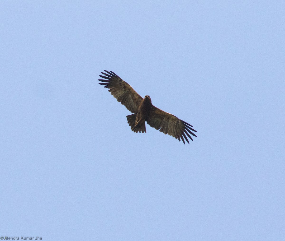 Indian Spotted Eagle - Jitendra Jha