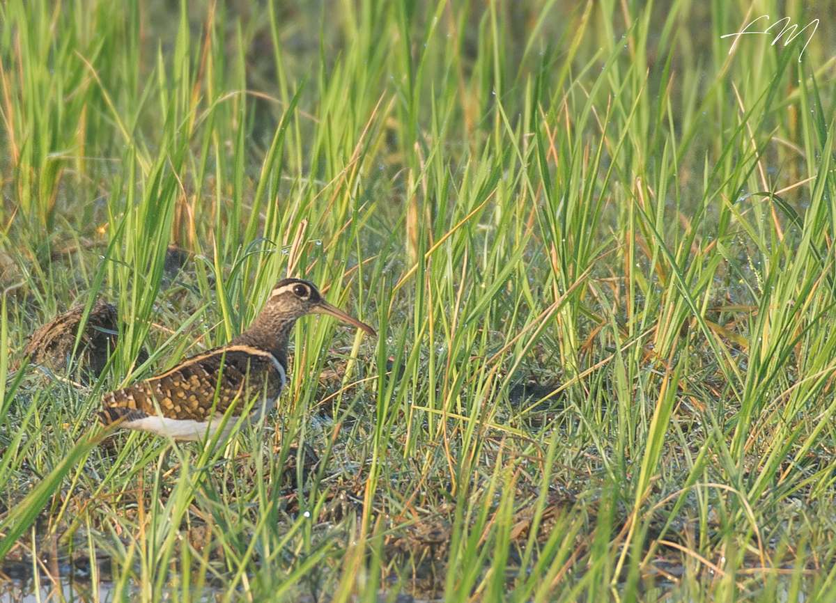 Greater Painted-Snipe - ML87561211