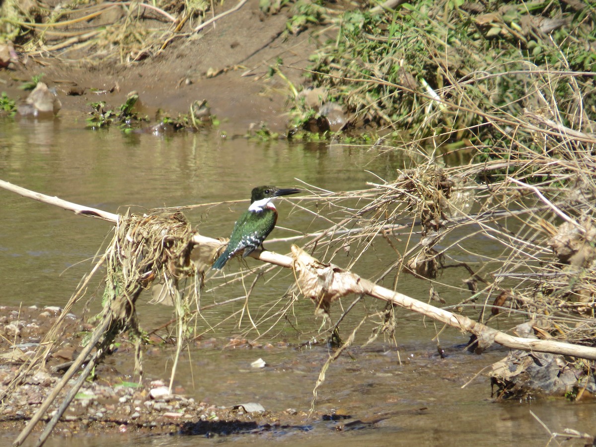 Green Kingfisher - Leona Mukai
