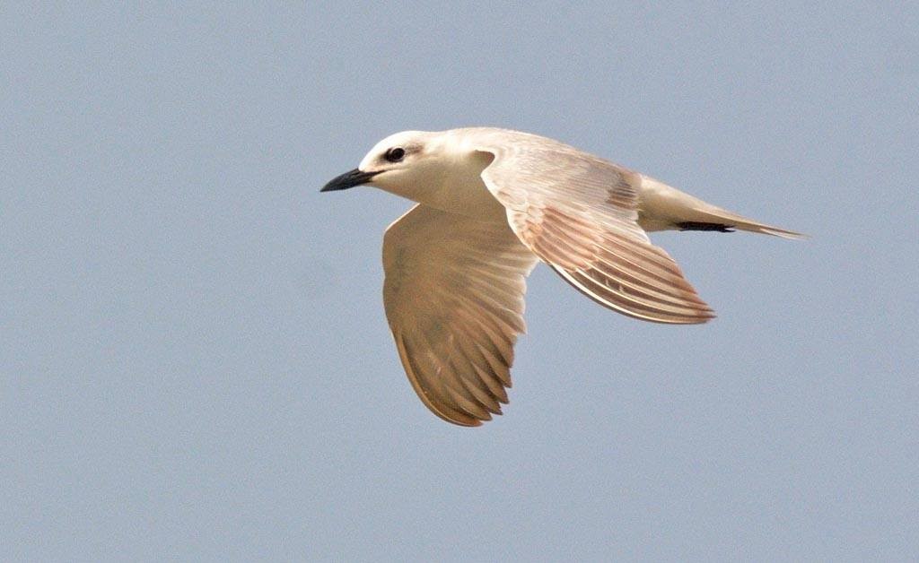 Gull-billed Tern - Biswanath Mondal