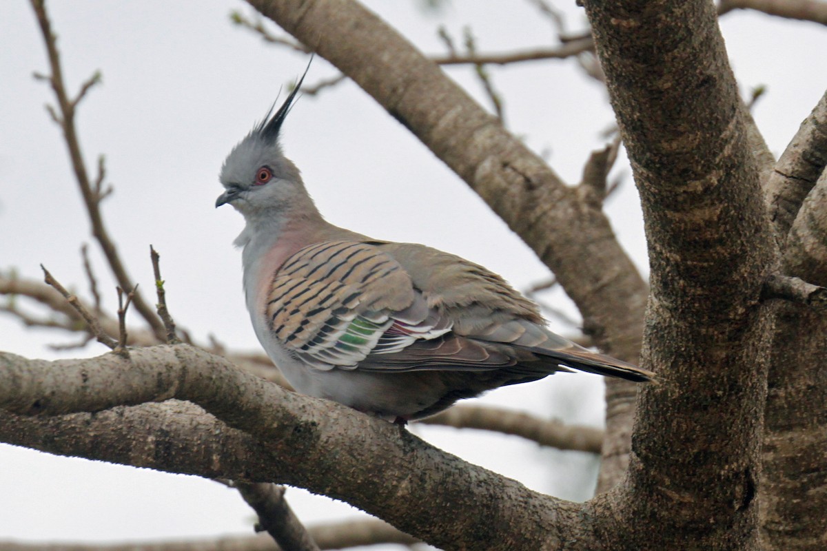 Crested Pigeon - ML87563711