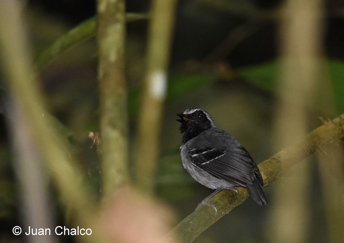 Black-faced Antbird - Juan José Chalco Luna