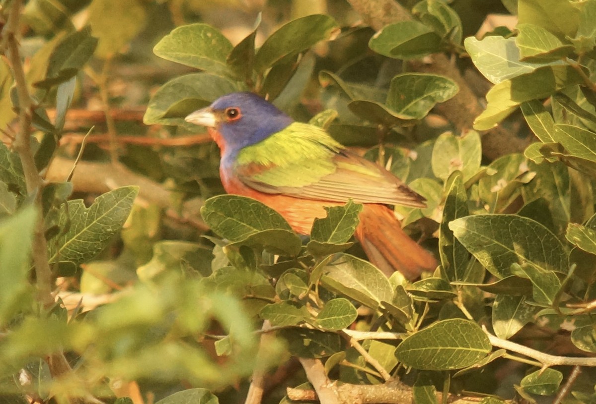 Painted Bunting - ML87569851