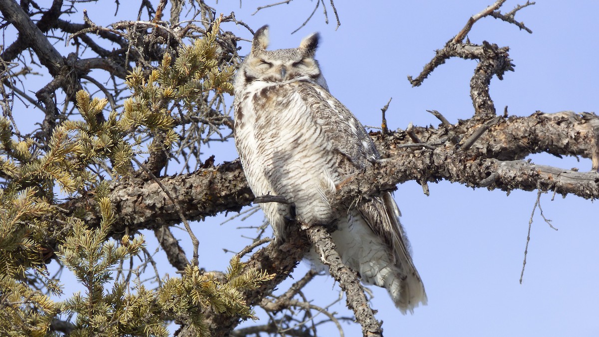 Great Horned Owl - Jim Mott