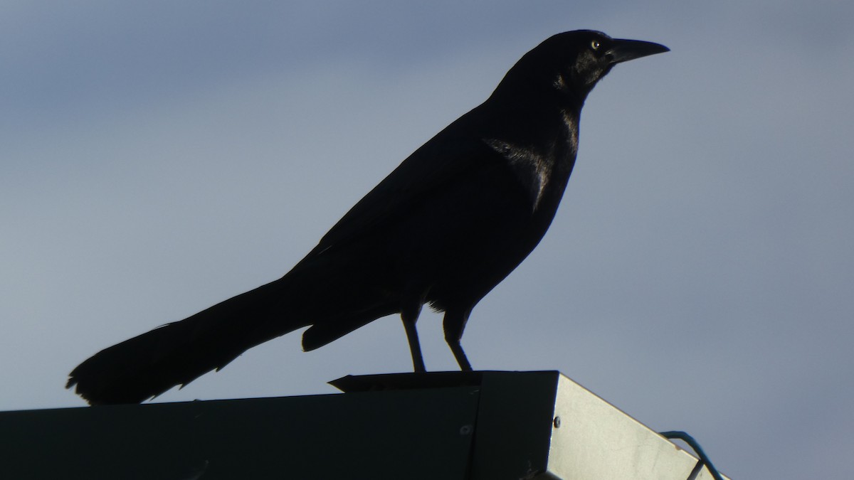 Great-tailed Grackle - ML87575371