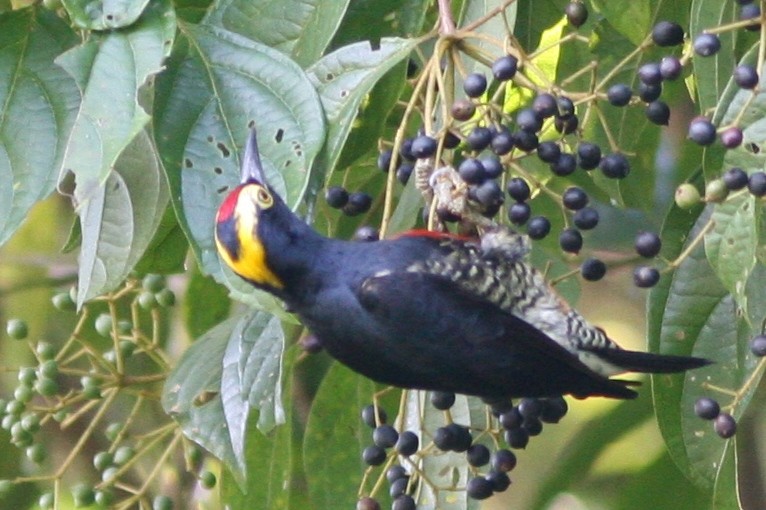 Yellow-tufted Woodpecker - ML87575391