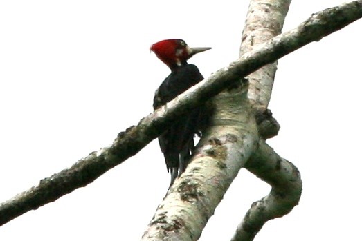 Crimson-crested Woodpecker - Bradley Hacker 🦜