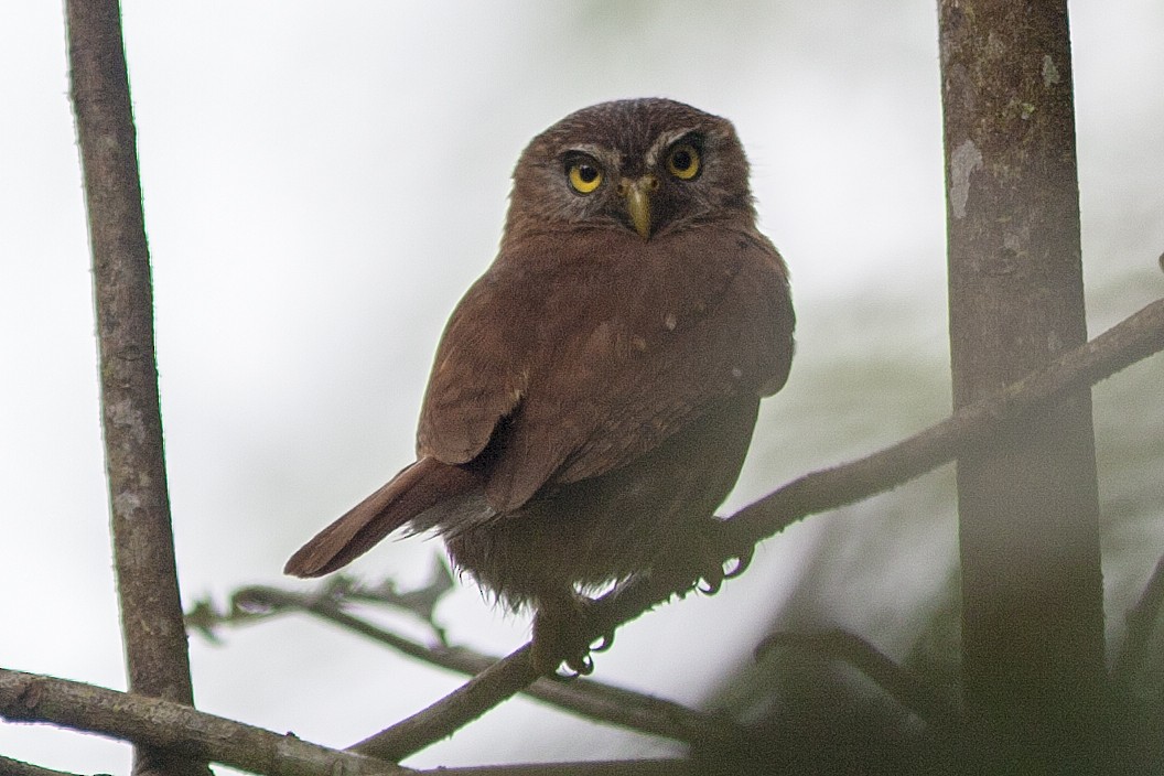 Ferruginous Pygmy-Owl - ML87577041