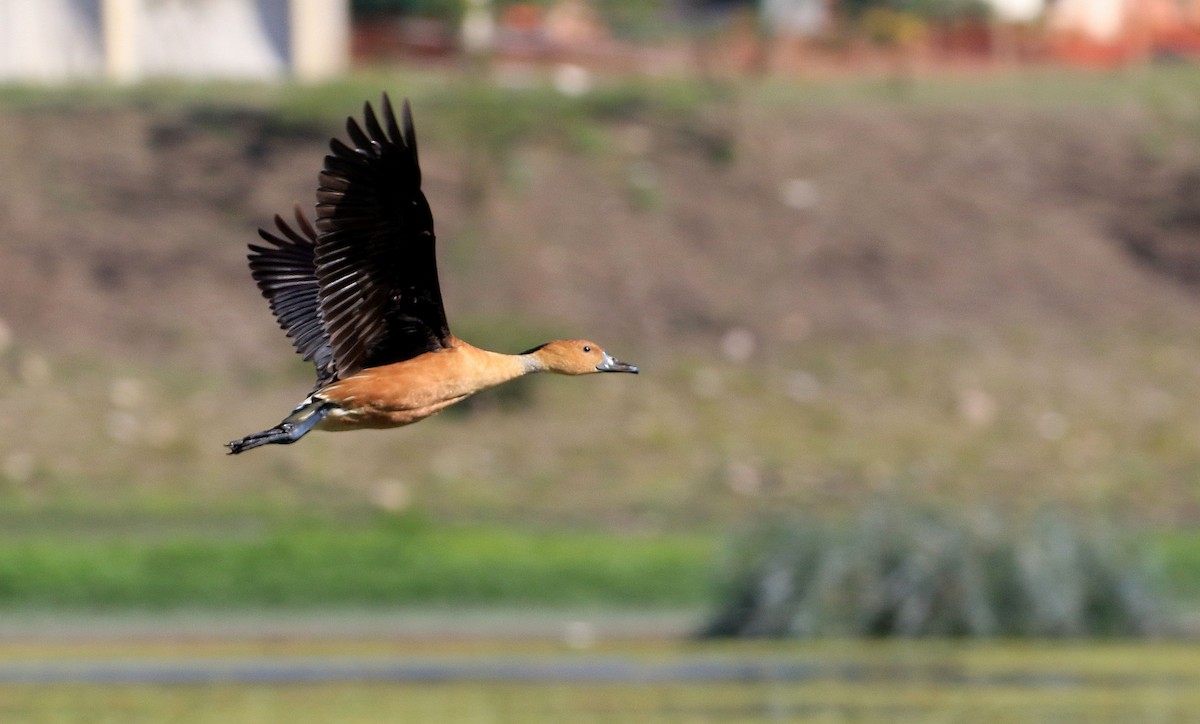 Fulvous Whistling-Duck - ML87577931