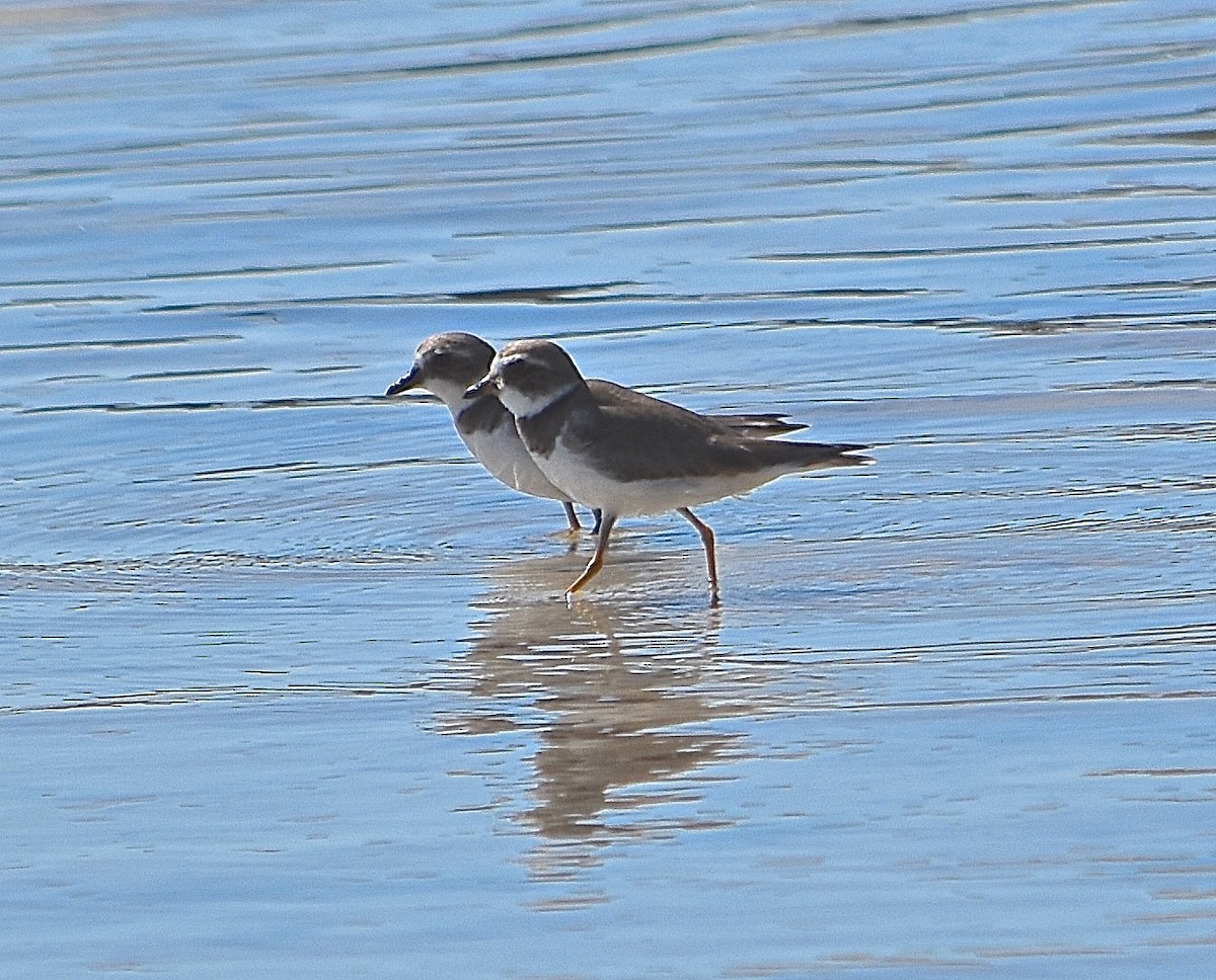Semipalmated Plover - ML87578291