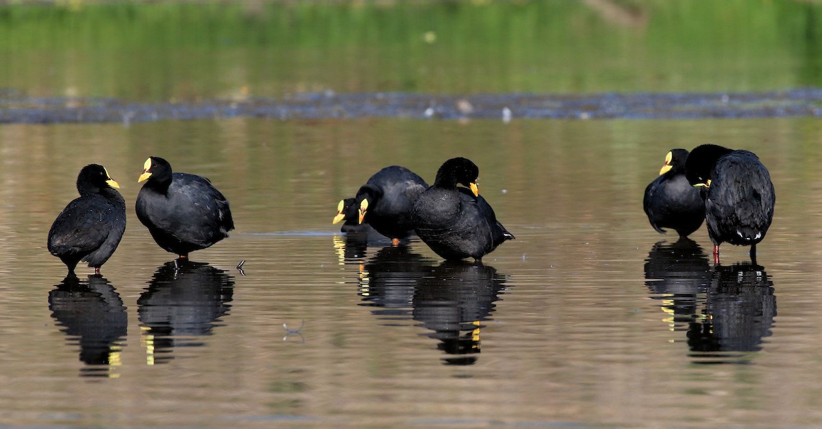 Red-gartered Coot - Patrick MONNEY