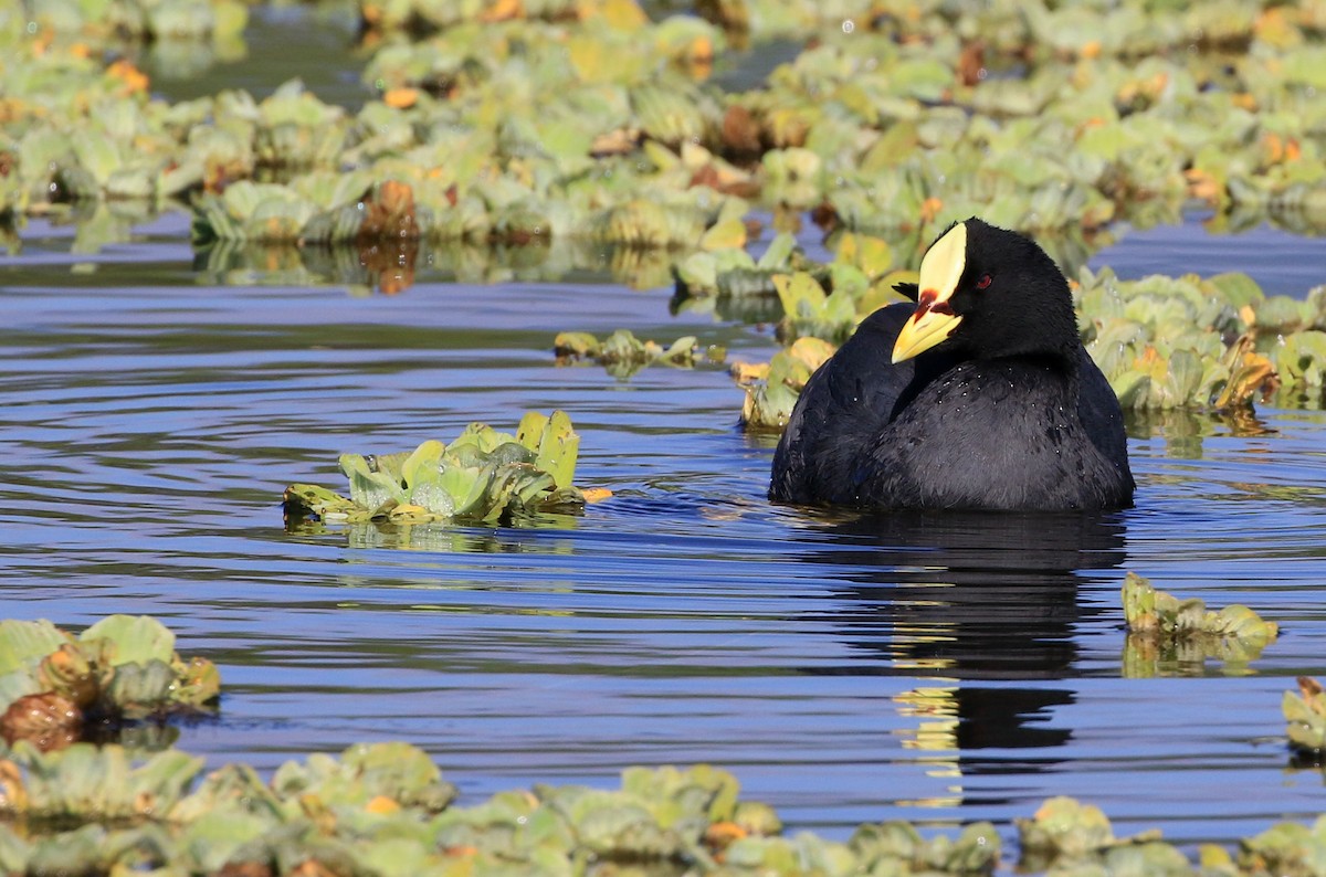 Red-gartered Coot - ML87578901