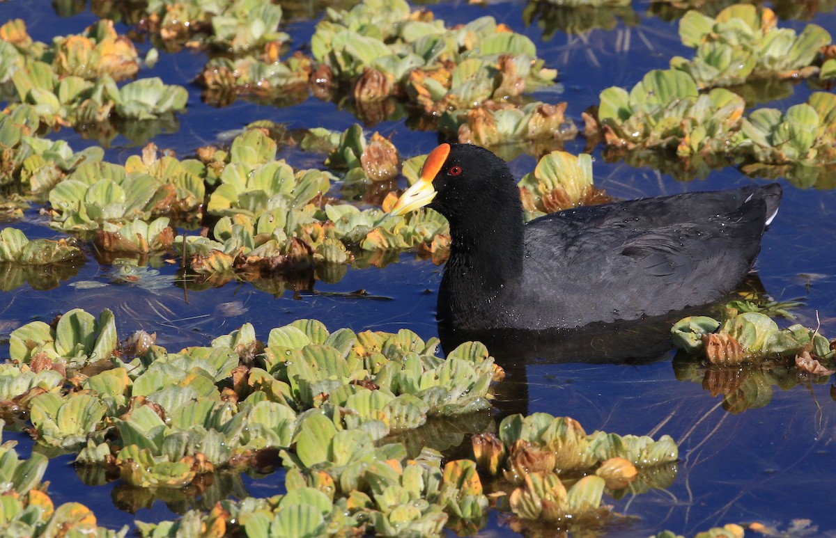 White-winged Coot - ML87578951