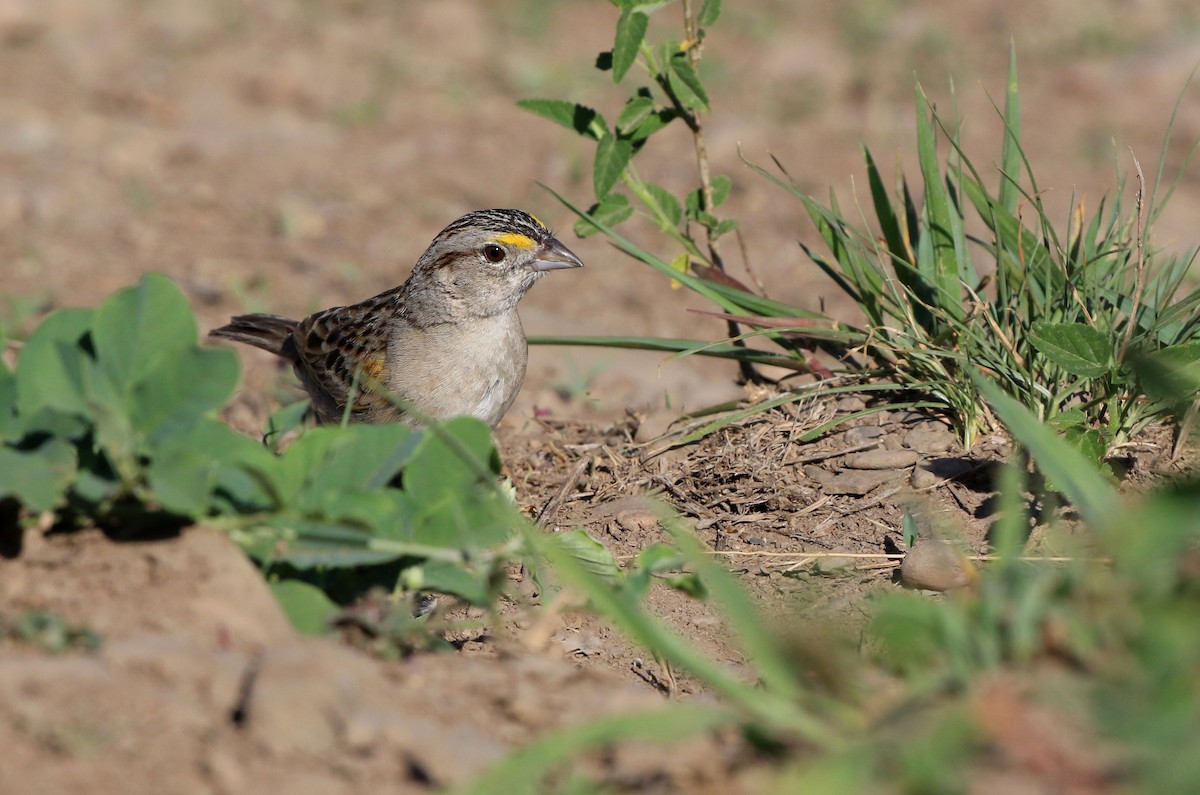 Grassland Sparrow - ML87579151