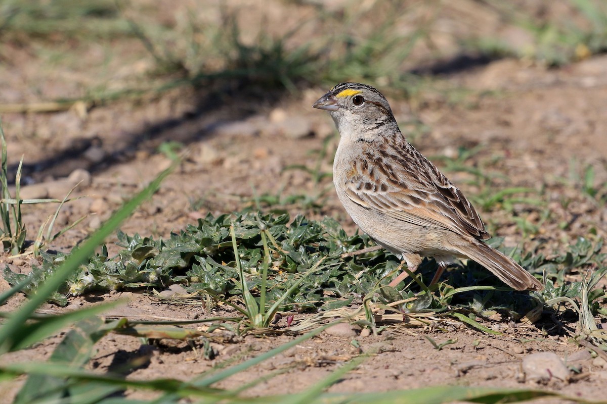 Grassland Sparrow - ML87579171