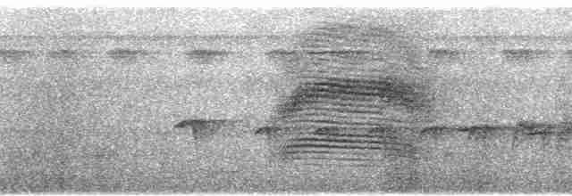 ハマダラヒラハシハエトリ（examinatus） - ML87580
