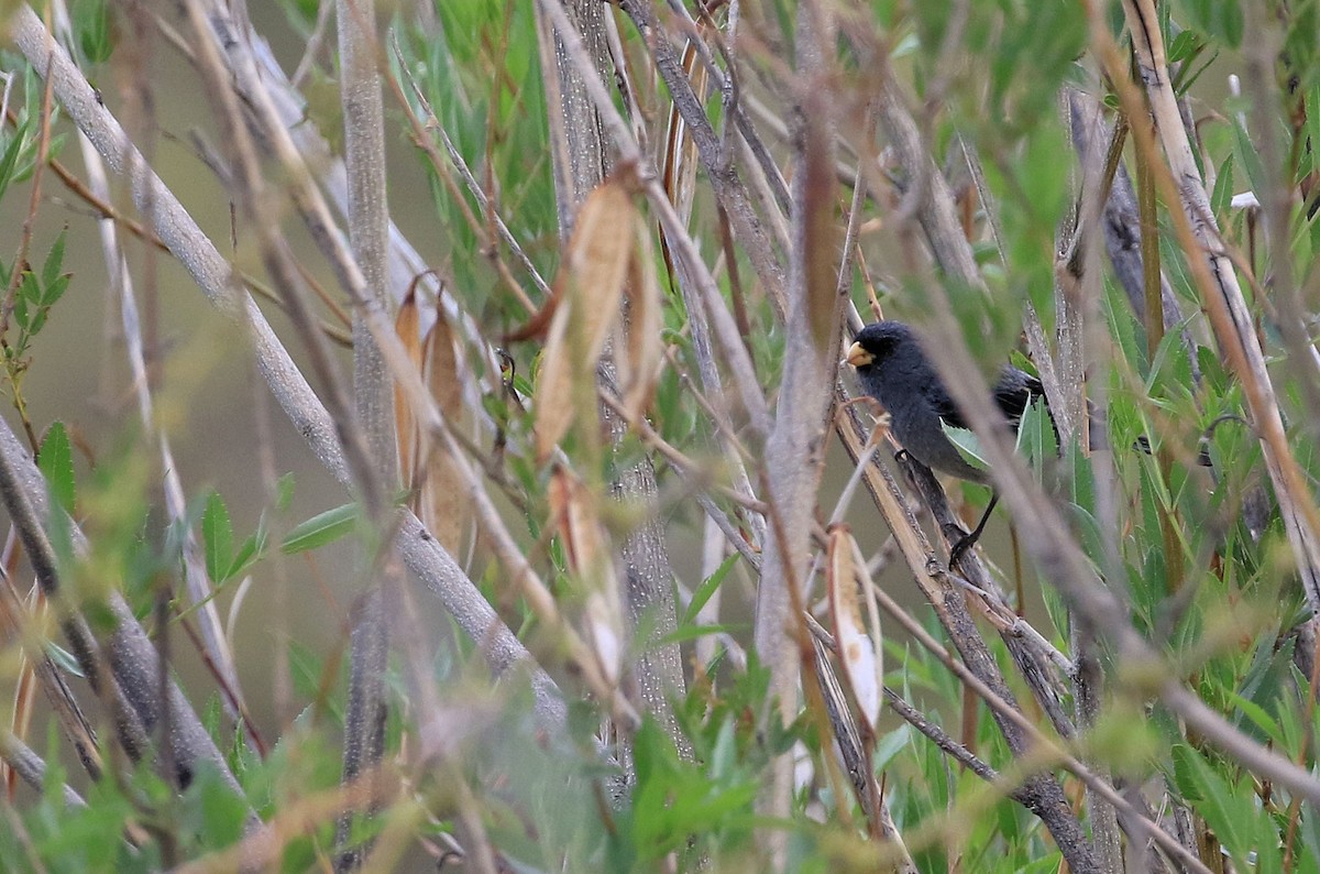 Band-tailed Seedeater - ML87580991