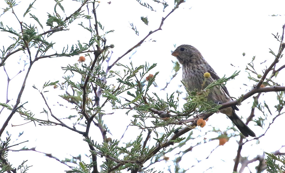 Band-tailed Seedeater - ML87581021