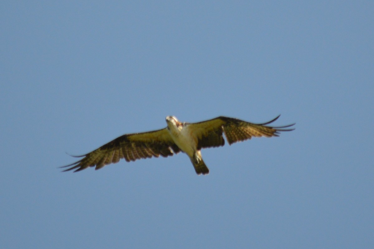 Osprey - Carlos Mancera (Tuxtla Birding Club)