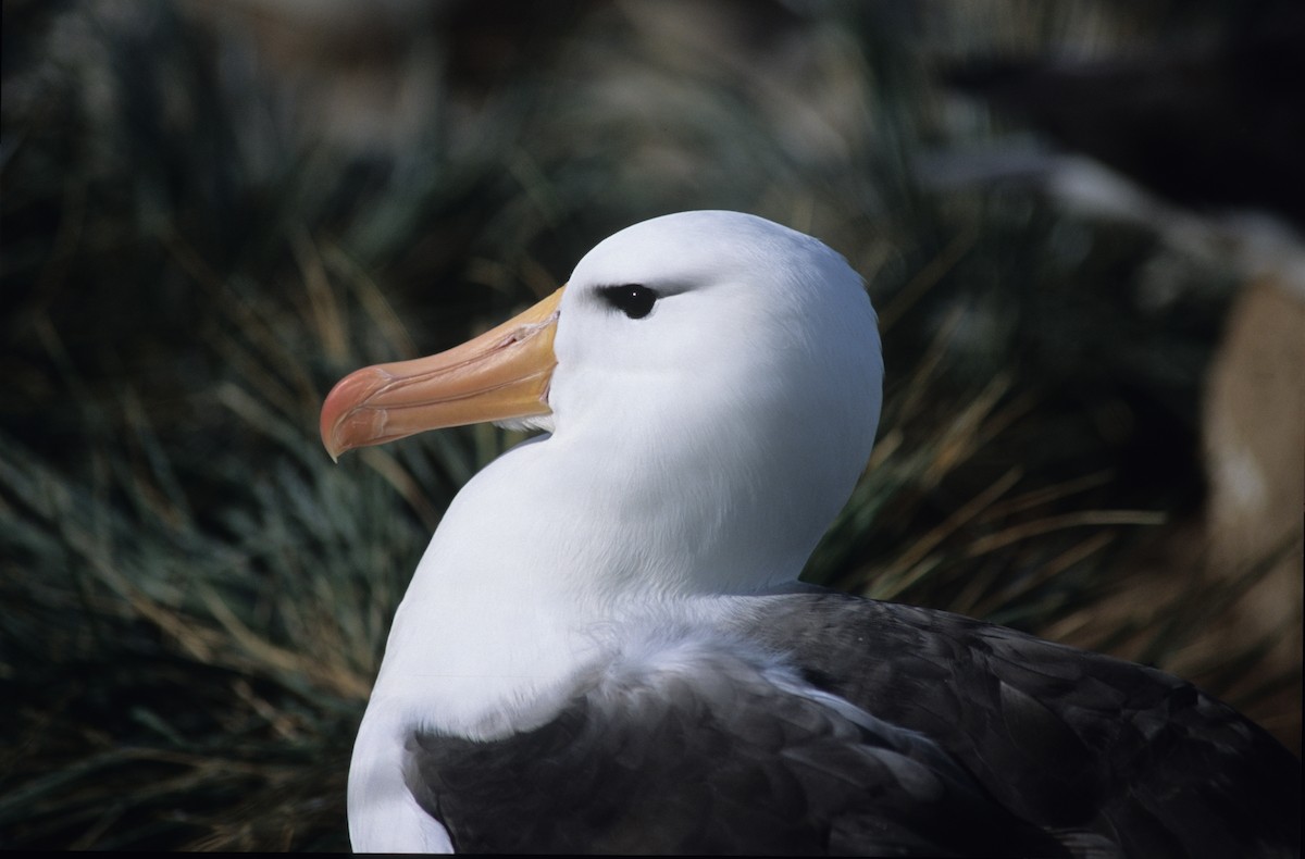 Black-browed Albatross - Louise Blight