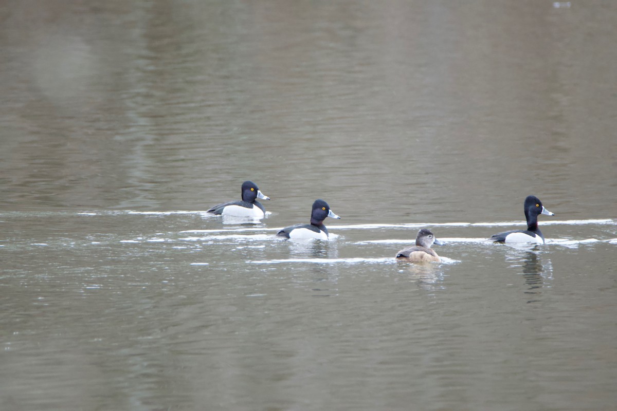 Ring-necked Duck - Michael Niven
