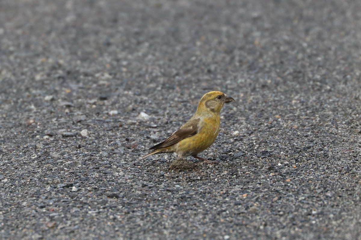 Red Crossbill (Lodgepole Pine or type 5) - ML87586551