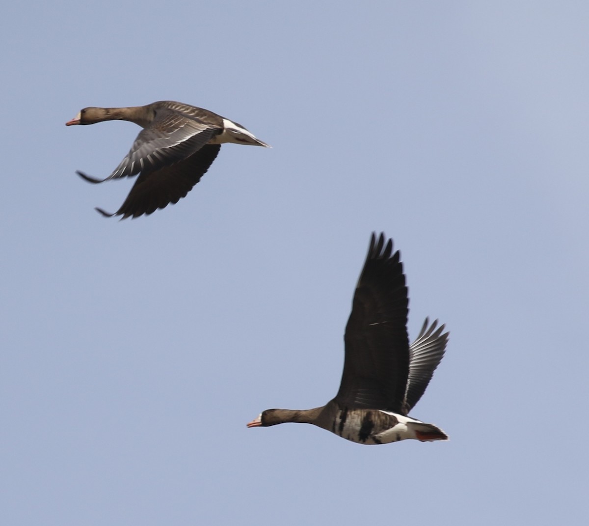 Greater White-fronted Goose - ML87588011