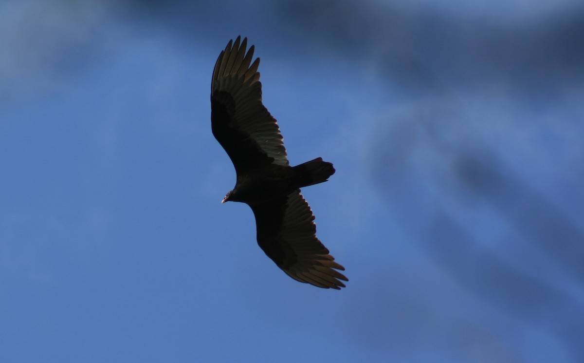 Turkey Vulture - William Brewer