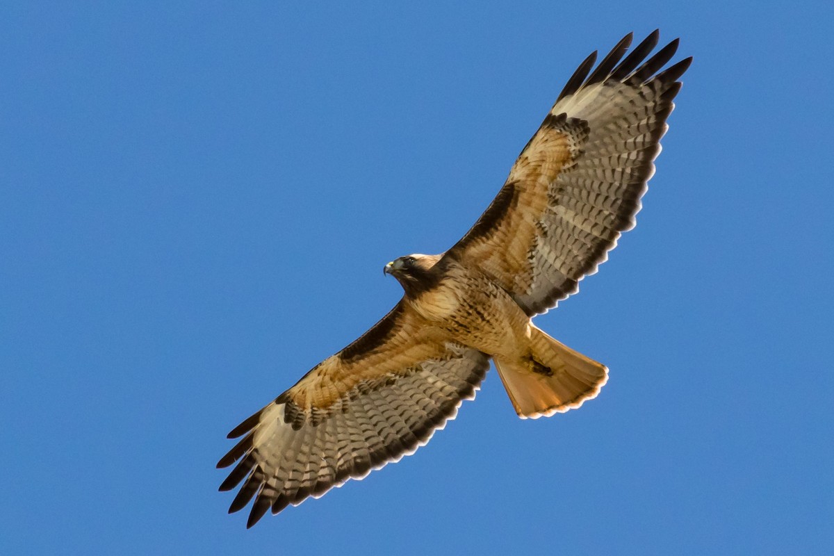 Red-tailed Hawk (calurus/alascensis) - ML87588371