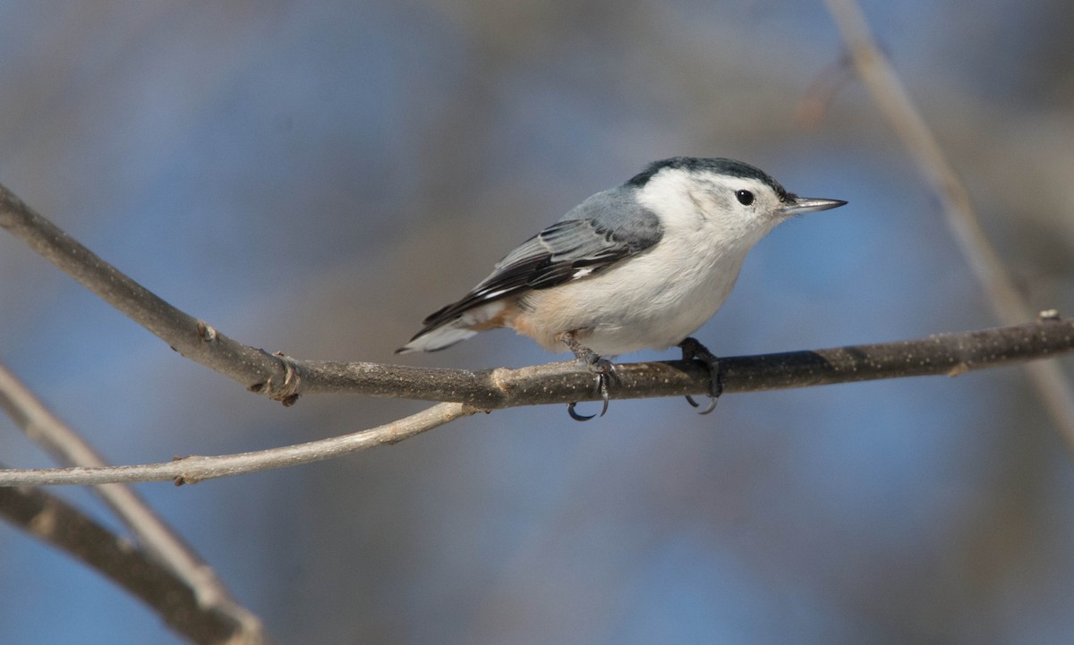 White-breasted Nuthatch - ML87591801