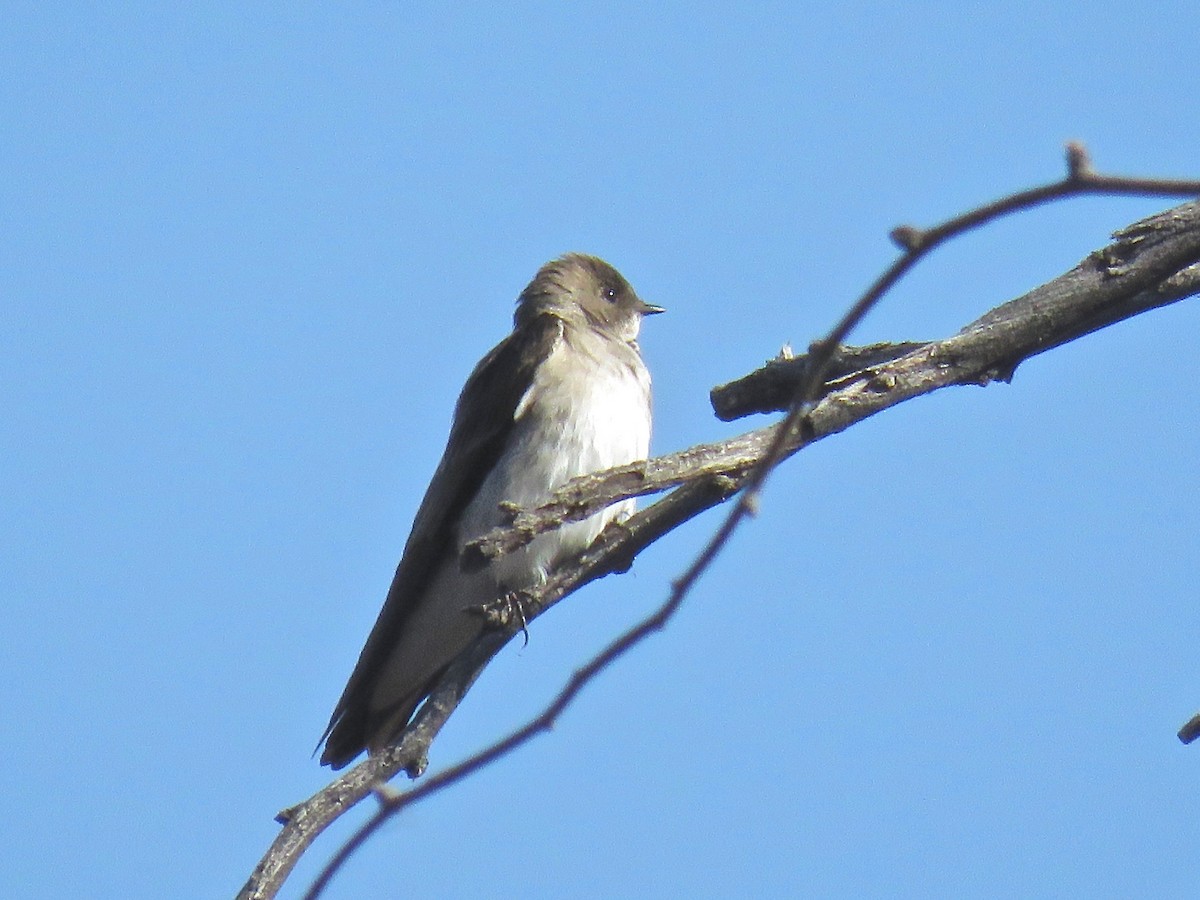 Northern Rough-winged Swallow - ML87593101