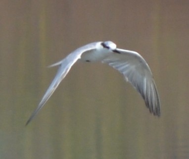 White-winged Tern - AM AMSA