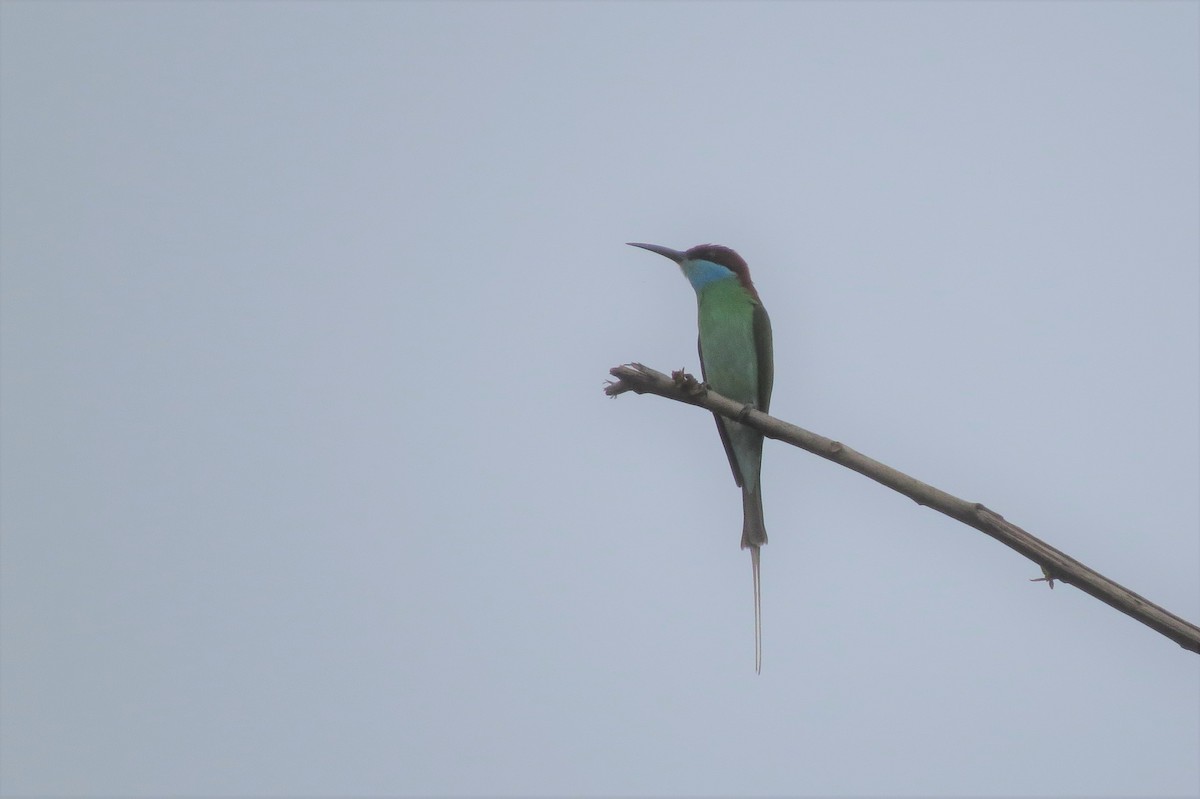 Blue-throated Bee-eater - ML87595651