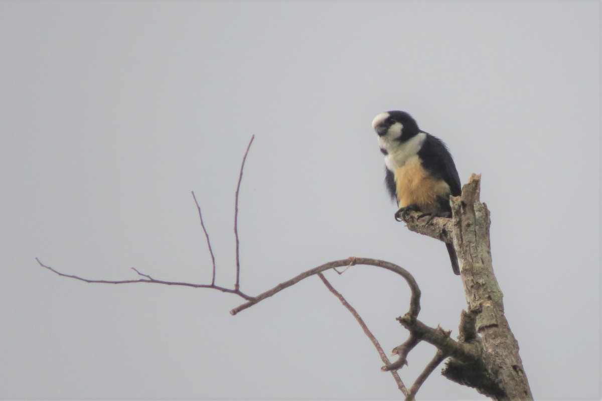 White-fronted Falconet - ML87595731