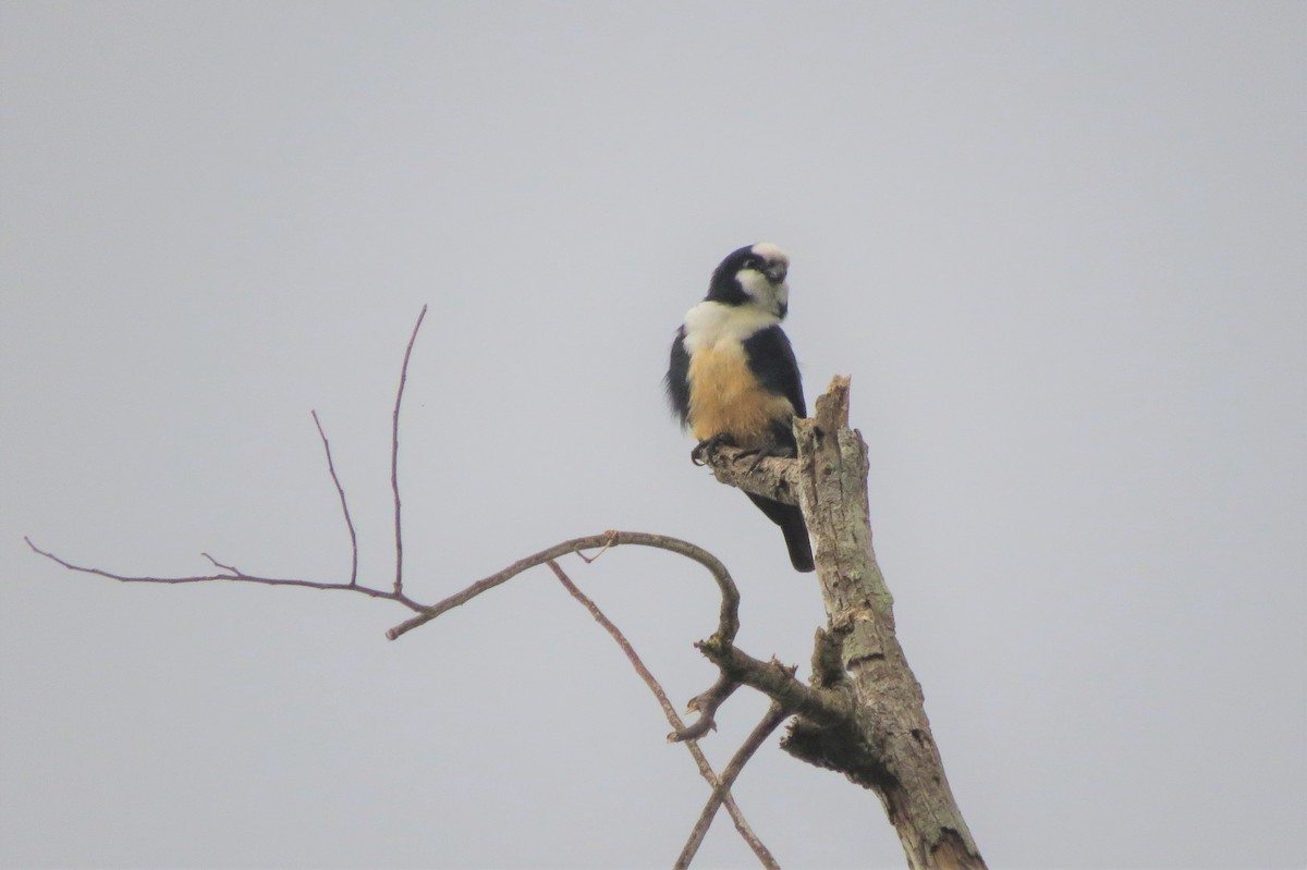White-fronted Falconet - ML87595741