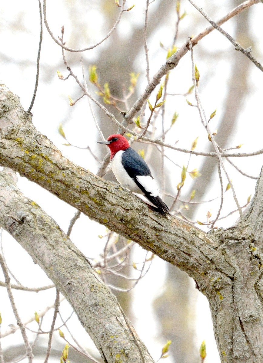 Red-headed Woodpecker - Jean and Bob Hilscher